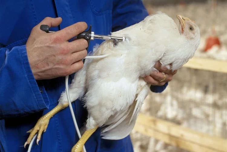 تزریق بیش از یک میلیون و 700 هزار دز واکسن علیه بیماری های طیور در آشتیان انجام شد